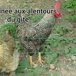 L'ancienne Vannerie, Disney,parrot Appartamento
